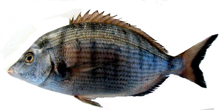 Diplodus puntazzo_03.jpg